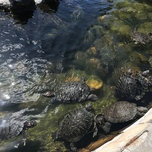 Meet your Posher, Devi